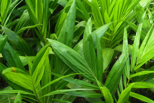 A cluster of young palm seedlings with long, narrow green leaves grows vibrantly under natural light. The fresh tropical foliage represents growth, nature, and eco-friendly environments.