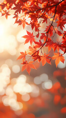 Fototapeta premium Autumn maple leaves under the sunlight