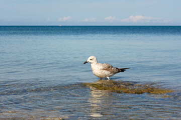 Seagull sea beach. A close-up portrait of a bird standing in the blue water. A minimalist natural composition, a seagull looks directly into the camera and poses. The concept of freedom, rest, privacy