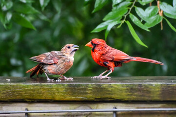 Cardinals Eating Seed in the Rain