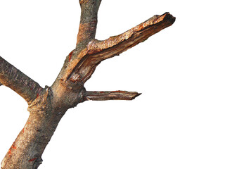 Dead tree with transparent background 