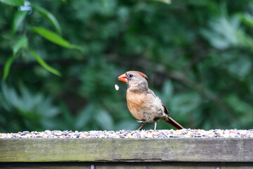 Cardinals Eating Seed in the Rain