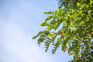 A tree with green leaves and a blue sky in the background