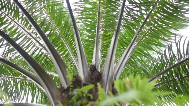 A 10-year-old oil palm tree captured from below, showing its tall trunk and wide fronds under tropical light. A powerful view of growth, nature, and agriculture in a Southeast Asian plantation.