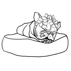 French bulldog lies on a pillow. He has flowers on his head. flat muzzle.  Black and white sketch. drawn with a line.