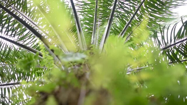 A 10-year-old oil palm tree captured from below, showing its tall trunk and wide fronds under tropical light. A powerful view of growth, nature, and agriculture in a Southeast Asian plantation.