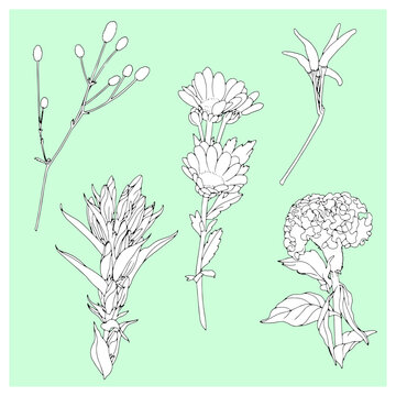 秋の花のイラストセット　一つ一つの花でグループ化しています