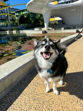 Pomsky black and white dog in the park happy