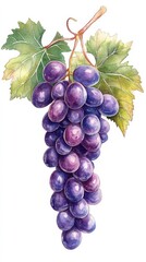 Fototapeta premium A vibrant cluster of purple grapes with lush green leaves, showcasing natural beauty and ripeness of the harvest