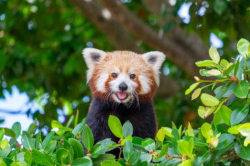 Red Panda looking straight at camera © Jacob