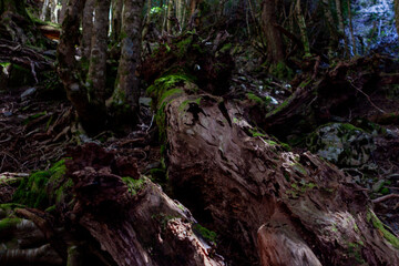 Cradle Mountain-Lake St Clair National Park, Tasmania, Australia