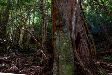 Cradle Mountain-Lake St Clair National Park, Tasmania, Australia