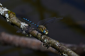 Herbst-Mosaikjungfer // Migrant hawker (Aeshna mixta)