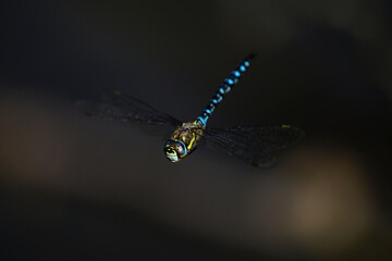 Herbst-Mosaikjungfer // Migrant hawker (Aeshna mixta)