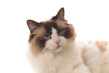 Portrait of purebred Ragdoll cat, isolated on white background