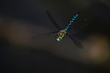Herbst-Mosaikjungfer // Migrant hawker (Aeshna mixta)