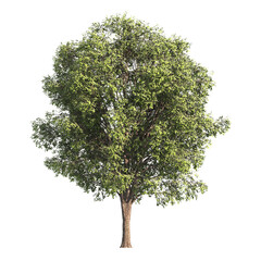Single Tree isolated on white background. big old tree with green leaves stands alone on white...