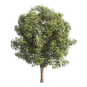 Fototapeta Single Tree isolated on white background. big old tree with green leaves stands alone on white background. Isolated tree on white background. side view of cutout tree. used for design and advertising.
