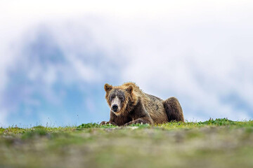 brown bear sitting on the ground