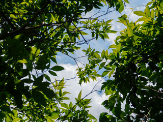 The green treetops in the rainy season are lush and shady.        