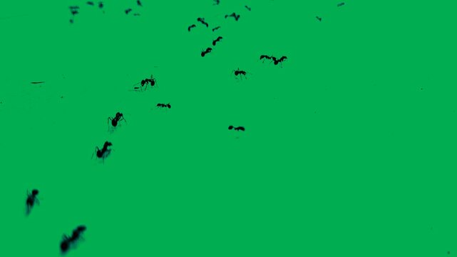 ants running on green screen