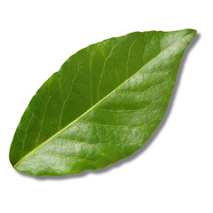 Green Leaf Transparent For your bussines