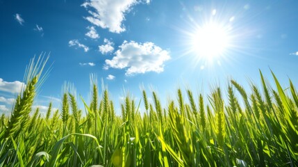 Fototapeta premium Wheat Field Under a Sunny Sky: A Rural Landscape