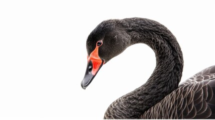 Black Swan Portrait: Close-up Photography of a Bird's Head