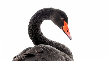 Black Swan Portrait: A Close-Up View of Grace and Beauty