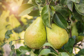 Pear fruit. Juicy, organic, fresh, ripe, raw, natural, sweet yellow pears. Summer, autumn season. Healthy harvest.