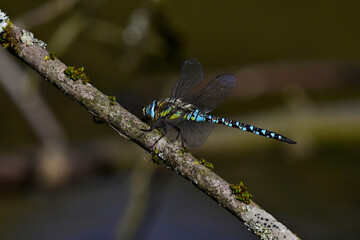 Herbst-Mosaikjungfer // Migrant hawker (Aeshna mixta)