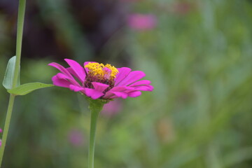 cosmos flower Pink zinnia blooms, beautiful, soft light, Thai sorbet