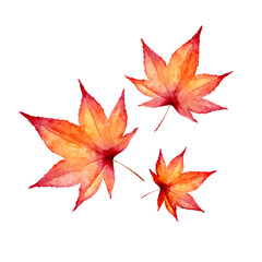 紅葉 秋　挿絵　水彩 イラスト