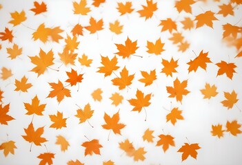 Orange maple leaves on a white background