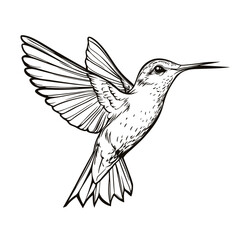 Fototapeta premium Coloring pages. Hummingbird Line art design for adult or kids colouring book