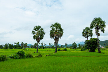 Rice field and sugar palm tree in countryside with mountain of Cambodia