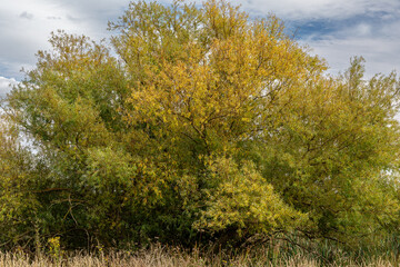 White willow with yellowing leaves in late summer. Salix alba.