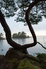 View through split tree infront of lake Vattern Motala Sweden