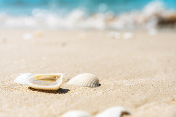This image shows a close-up of seashells lying on the sand. The sand is glistening in the sun and the ocean is blurred out in the background