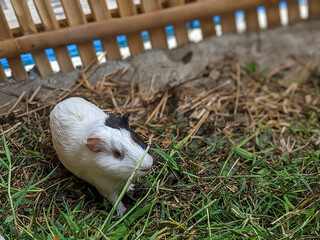 A black and white guinea pig is exploring a grassy area. The guinea pig is surrounded by green grass and dry hay