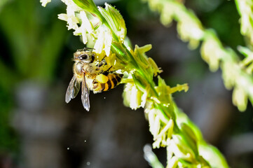 Bee are collecting pollen from corn flowers. Corn flowers are blooming in the morning sun. There are bees that collect food to help pollinate.