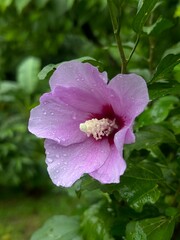 pink and white flowers