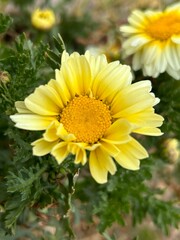 yellow flowers in the garden