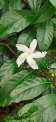Obraz premium Pinwheel Flower Blossoming on Green Leaves Background