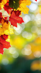 Autumn template with red maple leaves and sunlight