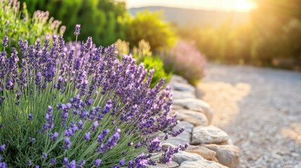 Obraz premium Lavender growing along a sunlit wall covered in vines, with soft shadows and rich textures.