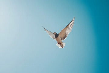 Obraz premium A soaring seagull flying freely in a blue sky, embodying the essence of nature and wildlife near the ocean