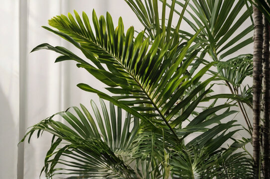 Realistic palm branch with vibrant green leaves, isolated on transparent background, soft shadows.