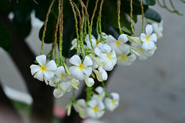 White Frangipani, flower plumeria or frangipani on isolated white background, Spa flower.