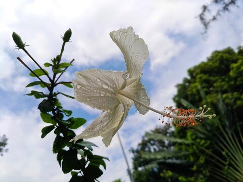 Shoeblackplant. Hibiscus rosa-sinensis, also known jaba fhul (জবা ফুল ). White colour Hibiscus flower.